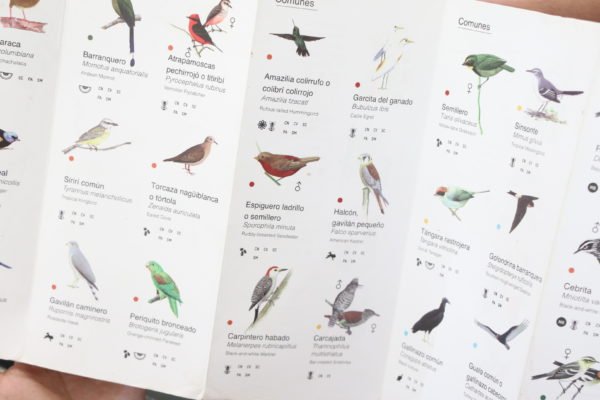 Especies de aves que habitan alrededor del corregimiento Altavista